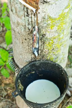 Rubber tree flows into a bowl