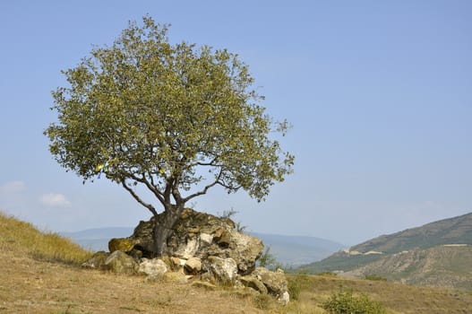 lonely tree on a background of mountains