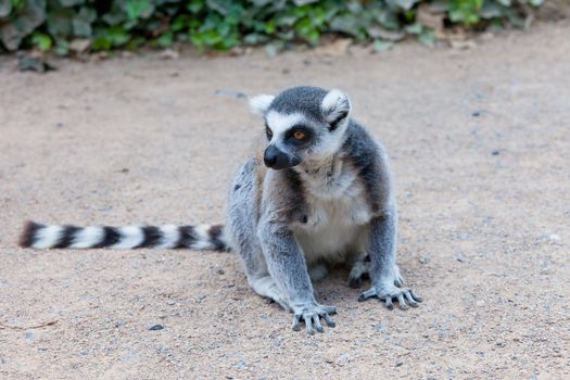 lemur sits on the earth