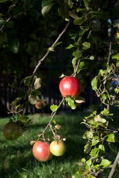 apple tree