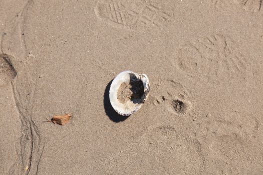 Assorted shells on brown beach sand washed out by ocean.