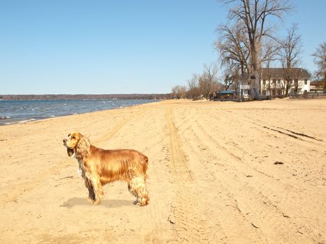 ruby cavalier king charles spaniel on beach