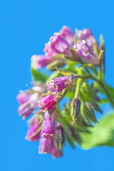 comfrey