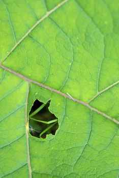closeup of a burdock leaf