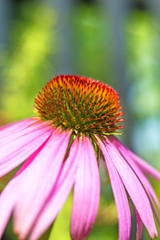 coneflower, Echinacea purpurea