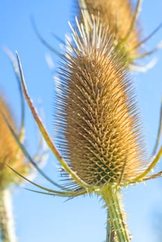 teasel