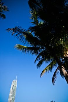 Green fronds of tropical palm trees against a blue sky with a tall urban skyscraper towering in the distance
