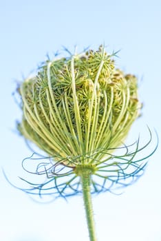 wild carrot bloom