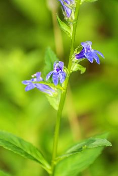 lobelia, medicinal plant of the American indians