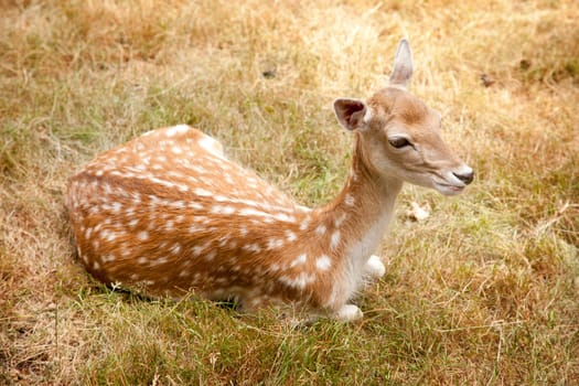 young female deer lying in brown grass