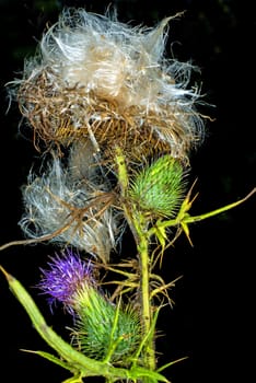 woolly thistle, Cirsium eriophorum
