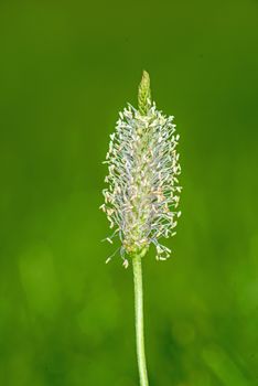 buck-horn plantain