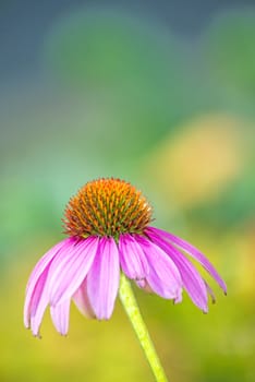 cone flower, Echinacea purpurea