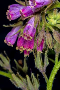 comfrey