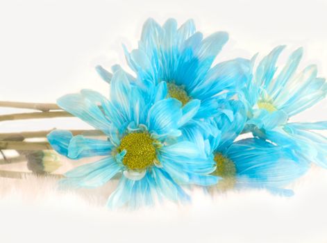 blue daisies soft-focus abstract