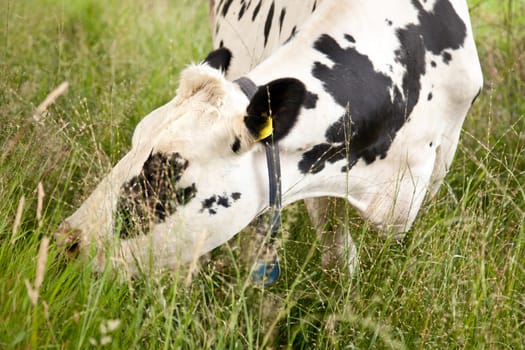 head of black and white cow grazing