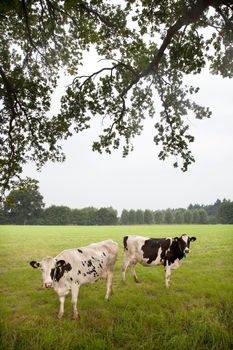 two cows in meadow in the netherlands under oak tree