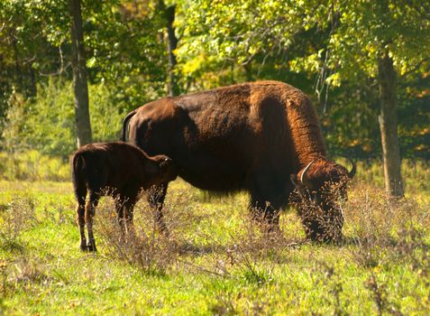 baby buffalo nursing with mother in field in autumn