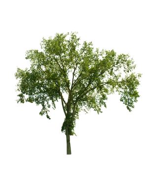 tree isolated on white background