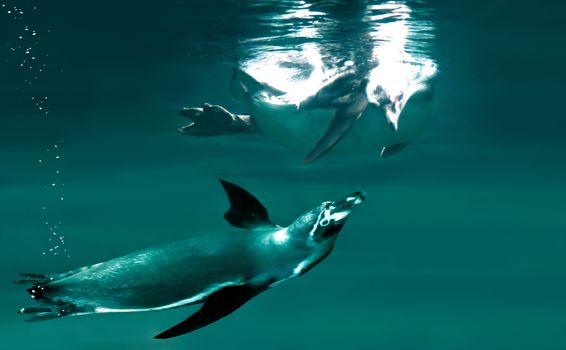 penguins swimming together underwater