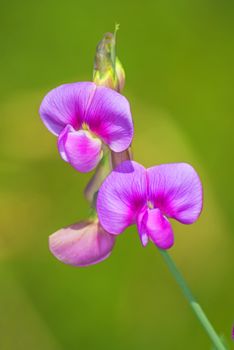 vetch