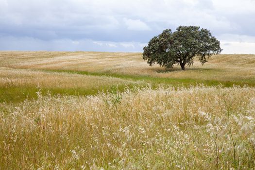 Lonely tree on farm field with cloudy sky.