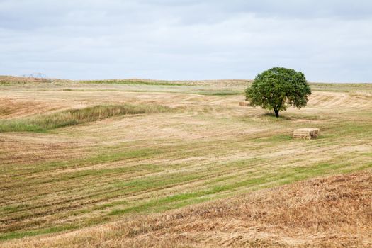 Lonely tree on farm field with cloudy sky.