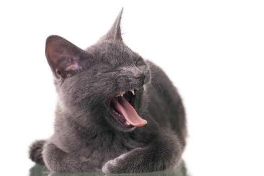 Chatreaux kitten portrait. Studio shot. Isolated on white background.