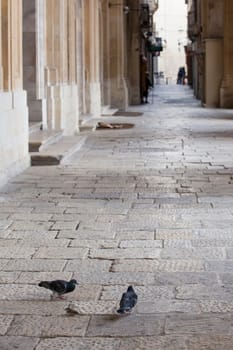 A pair of pigeons join a sparrow, looking for crumbs and bits to eat.