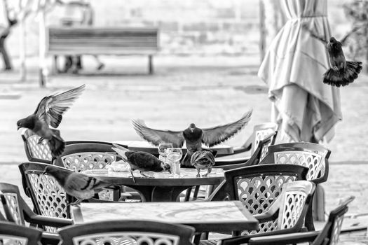 A flock of pigeons scavenges a restaurant table in Valletta.