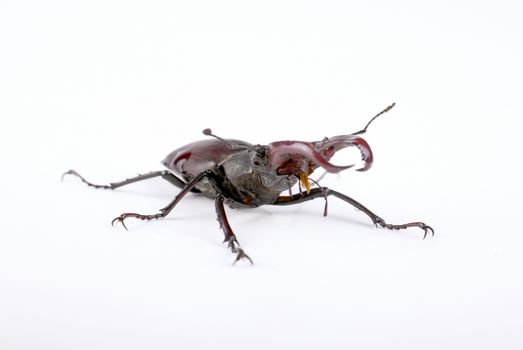 Stag beetle isolated on white background (male), front view