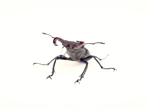 Front view of the stag beetle, being in a combat stance, isolated on white background