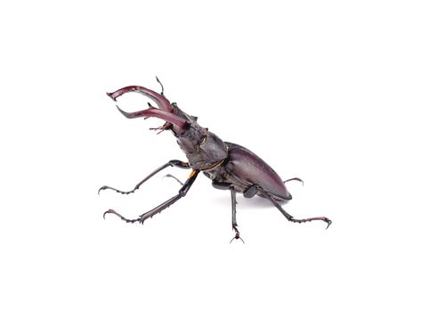 Side view of a stag beetle in a combat pose, isolated on white background