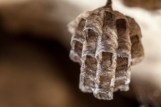 A new nest belonging to a young Paper Wasp Queen, constructed by mixing pieces of stem and leaves with saliva.