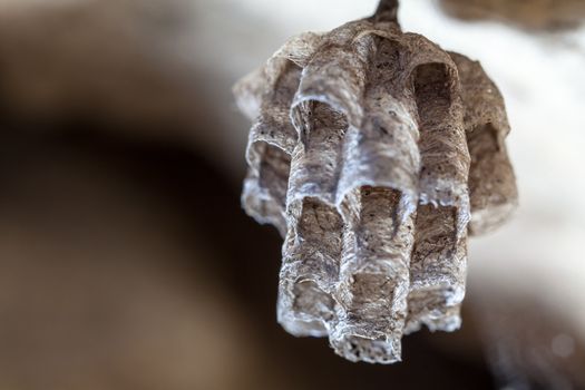 A new nest belonging to a young Paper Wasp Queen, constructed by mixing pieces of stem and leaves with saliva.