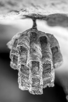 A new nest belonging to a young Paper Wasp Queen, constructed by mixing pieces of stem and leaves with saliva.