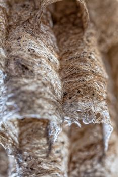 Super macro shot of a young Paper Wasp Queen's nest, constructed by mixing pieces of stem and leaves with saliva.