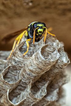 A young Paper Wasp Queen builds a nest to start a new colony.