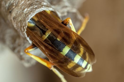 A young Paper Wasp Queen builds a nest to start a new colony.