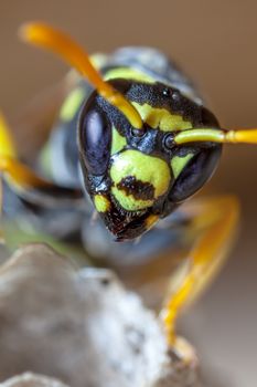 Portrait of a young paper wasp queen, showing oculii and mandibles.