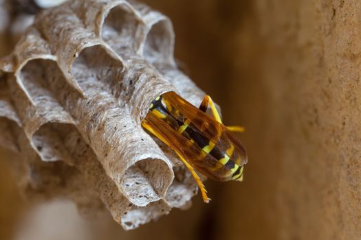 A young Paper Wasp Queen builds a nest to start a new colony.