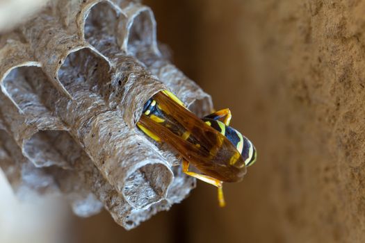 A young Paper Wasp Queen builds a nest to start a new colony.