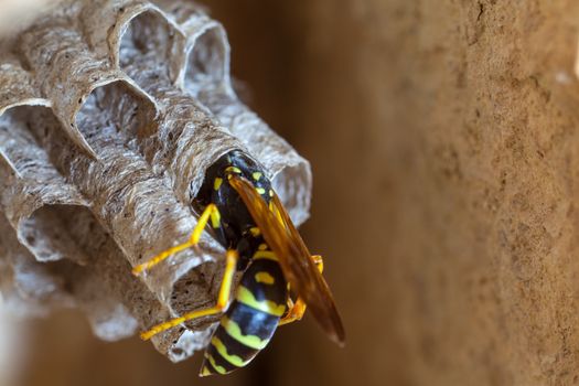 A young Paper Wasp Queen builds a nest to start a new colony.