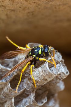 A young Paper Wasp Queen lays eggs in her nest to start a new colony.