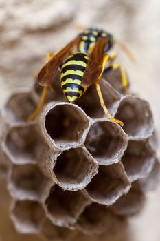 A young Paper Wasp Queen builds a nest to start a new colony.