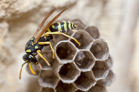 A young Paper Wasp Queen builds a nest to start a new colony.