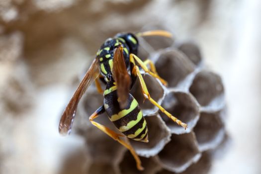 A young Paper Wasp Queen builds a nest to start a new colony.