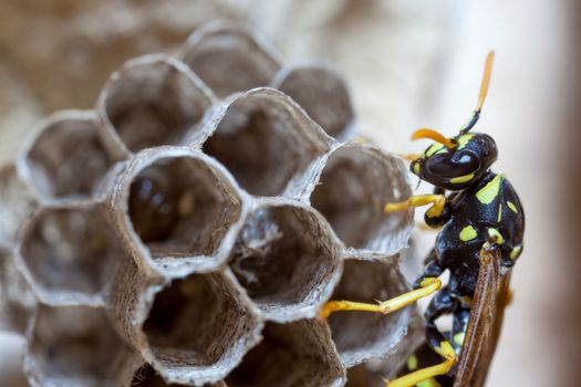 A young Paper Wasp Queen builds a nest to start a new colony.