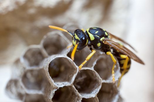 A young Paper Wasp Queen builds a nest to start a new colony.