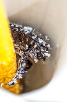 A beetle is covered in fine pollen while hiding inside a Wild Arum flower.